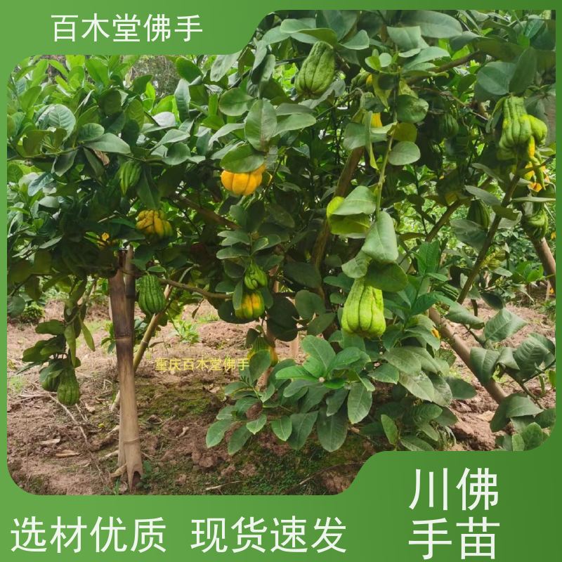 百木堂 广佛手苗种植技术 树形丰富 成活率高 植株茂密 用途广泛