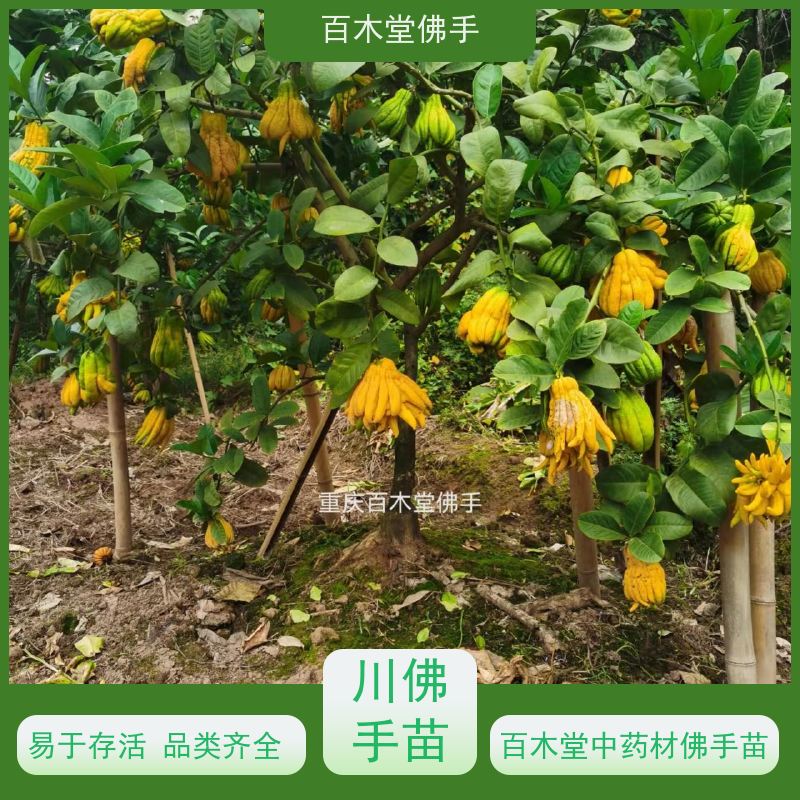 百木堂 佛手苗种植 高成活率 较耐干旱 园林景区栽植