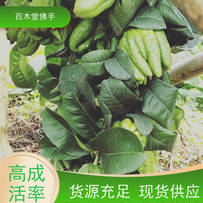 百木堂 安 州佛手苗 生长环境适应性强 种苗基地直供