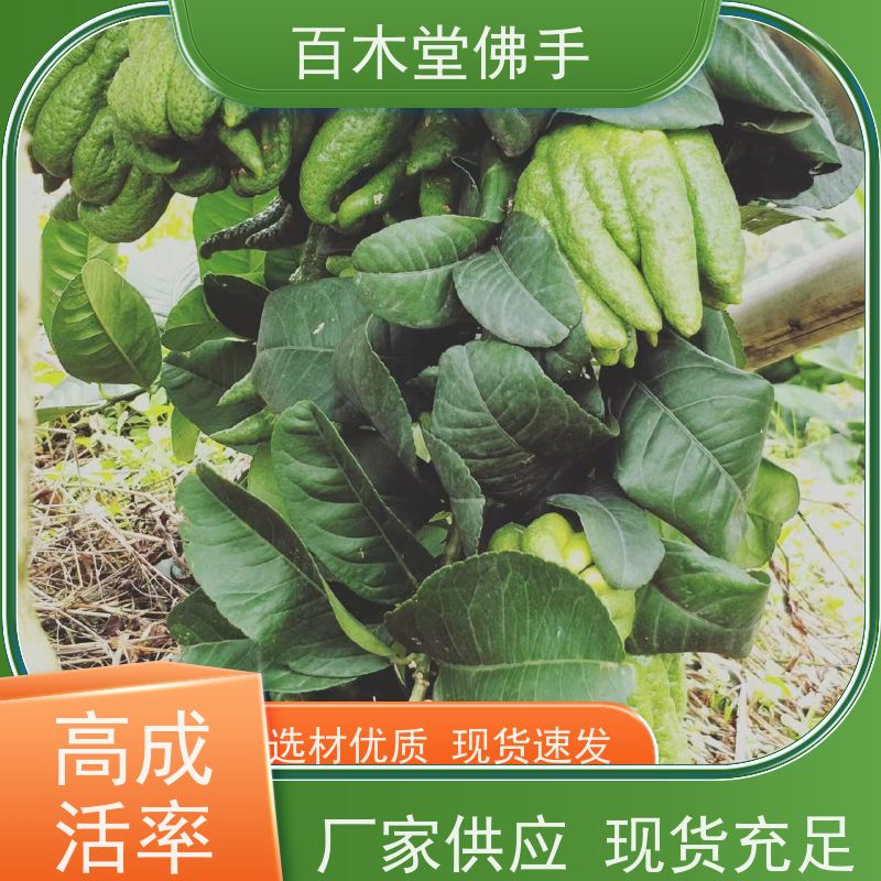 百木堂 梧 州佛手苗 枝叶紧密 美丽多姿 道路绿化行道苗