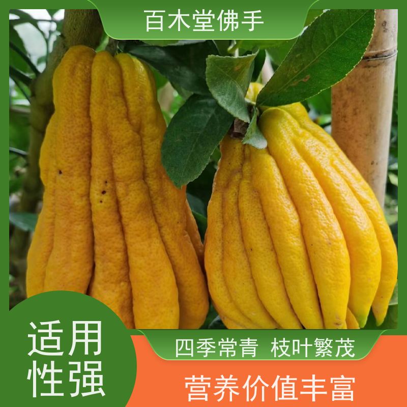 百木堂 梧 州佛手苗 枝叶紧密 美丽多姿 城市景观绿化树 