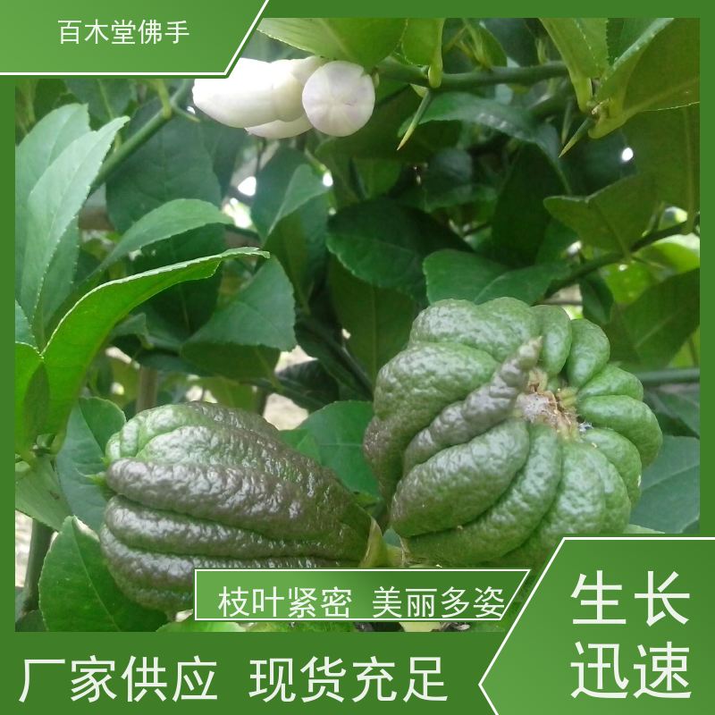 百木堂 中药材佛手苗 生长环境适应性强 园林景区栽植