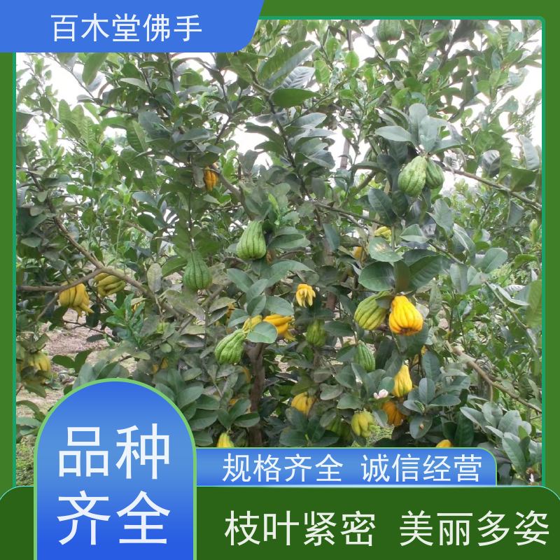 百木堂 佛手1号良种 适用性强 规格齐全 道路绿化行道苗