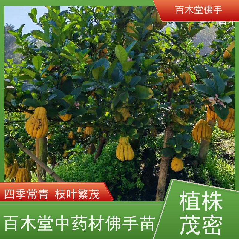 百木堂 金佛手苗 造型优美 易成活 园林景区栽植