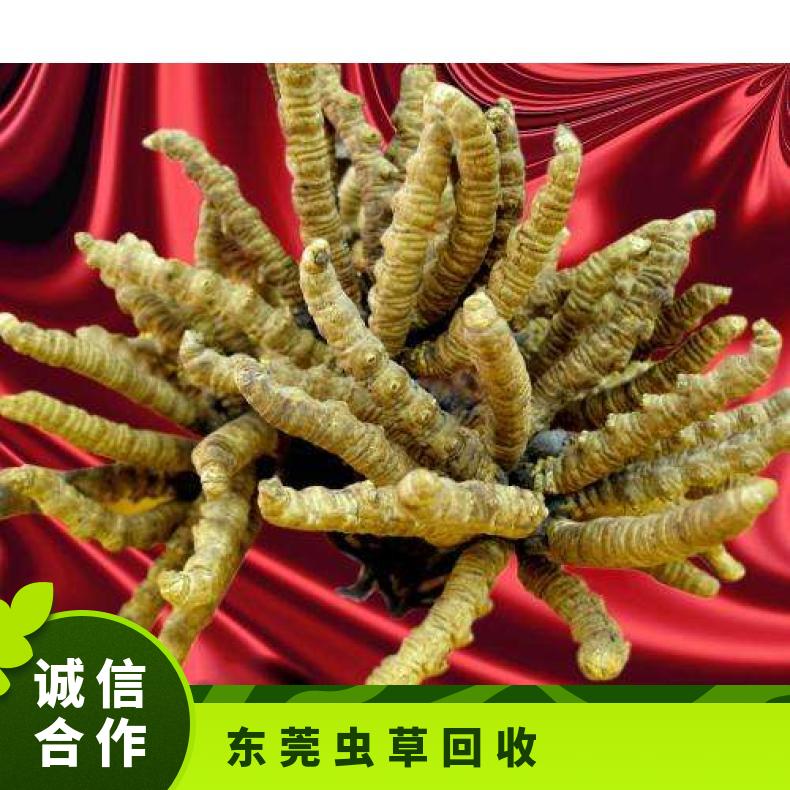 虫草回收 一线业务员高价上门收购散装 礼盒装 冬虫夏草