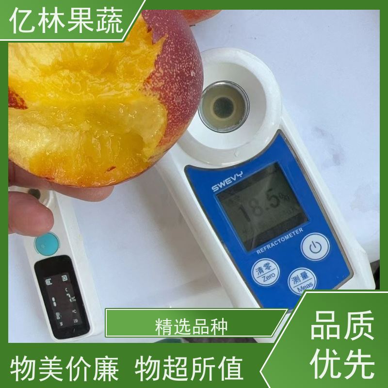 亿林苗木 果实饱满味道好 特产果树梨幼苗 七月酥梨树苗