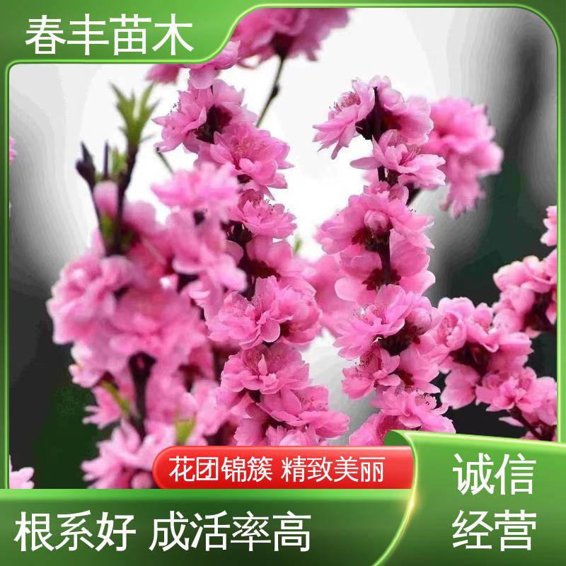 春丰苗木 基地供应 帚形桃5-9公分 成活率高 适应性强