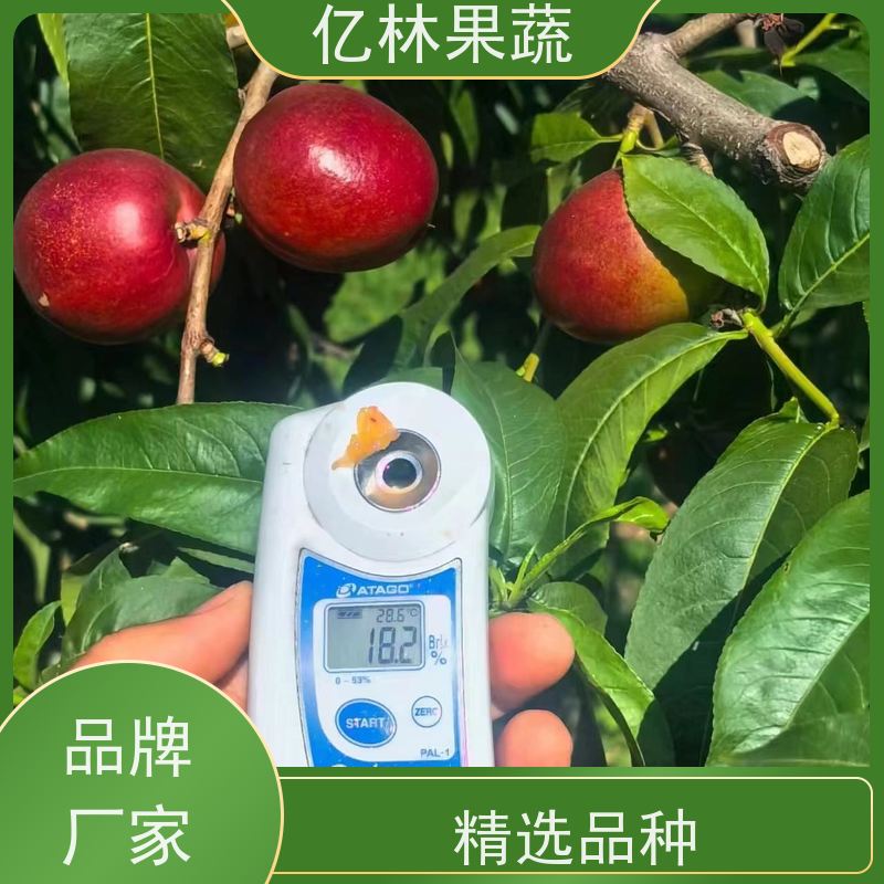 基地供应 玉露香梨树苗 成活率高 新农酥梨 现挖现发