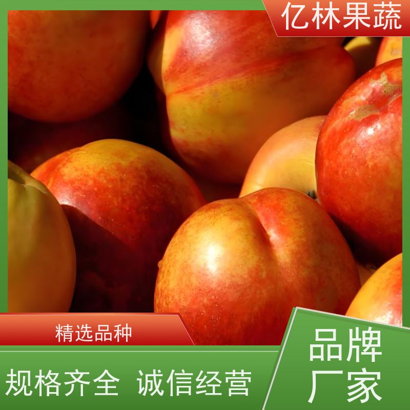基地供应 成活率高 圆黄梨树苗 特产果树梨幼苗