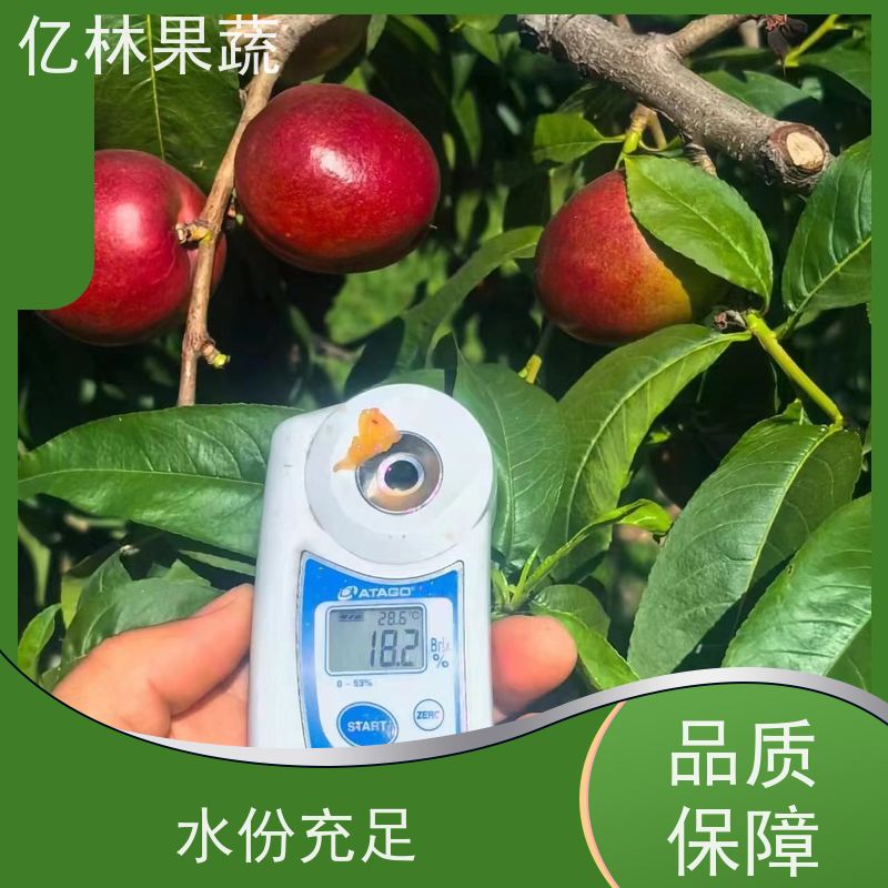 中油4号 中油18号 中油19号油桃苗 安徽基地出售早熟油桃苗