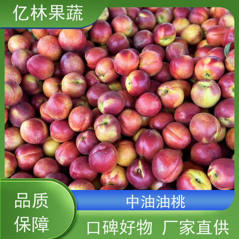 48油桃 中油5号 新鲜水果桃子批发 口感甜脆 清香可口 基地直发
