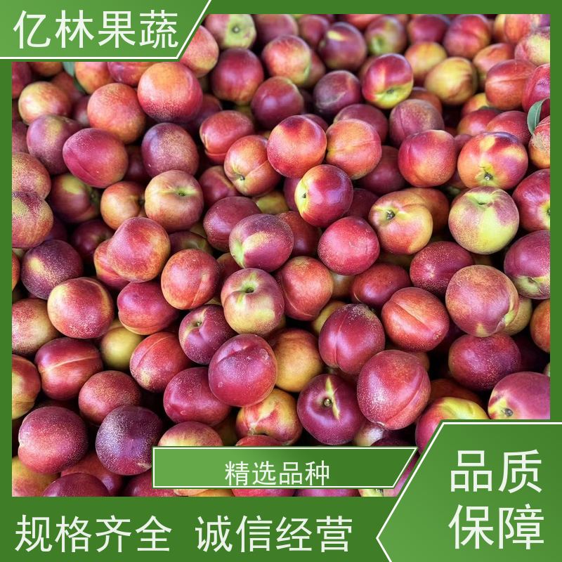 中油桃8号 中油29 新鲜水果桃子批发 口感甜脆 清香可口 现摘现发