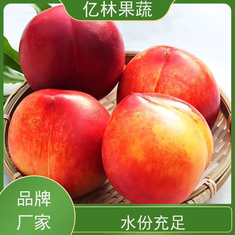 根系发达 扦插苗 一级苗 8公分 9公分 10公分 亿林果蔬 黄金油桃苗