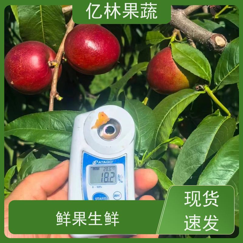 早熟油桃 中油19 新鲜水果桃子批发 口感甜脆 清香可口 现摘现发