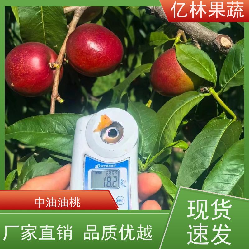 毛桃装常温十五天产地代办全国现发纸箱包装皮薄汁多耐露天油桃