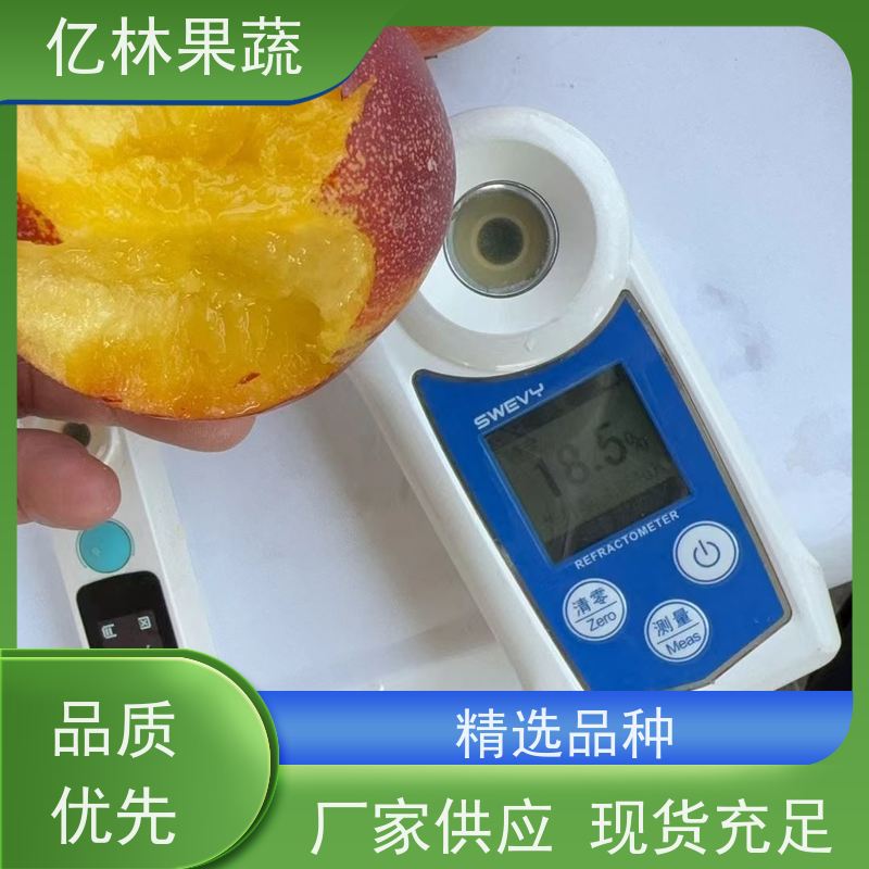 大果挂树 嫁接苗 二级苗 8公分 9公分 10公分 亿林果蔬 黄金油桃苗