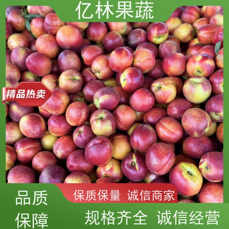 砀山油桃 中油29 新鲜水果桃子批发 口感甜脆 清香可口 果园直发