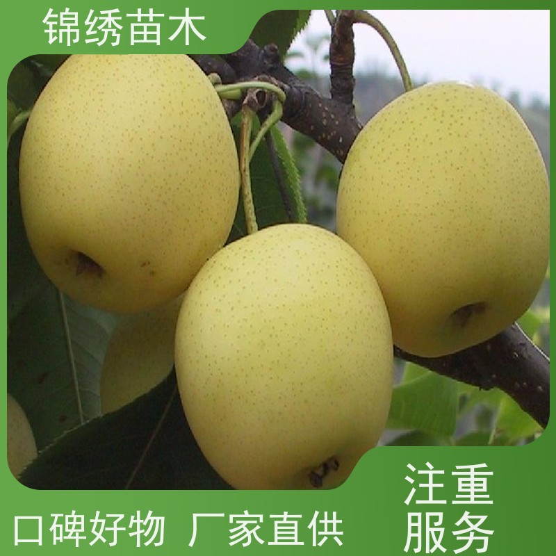 早酥红梨玉露香 嫁接梨树苗 晚熟品种梨 口感脆甜 枝芽饱满丰产性强