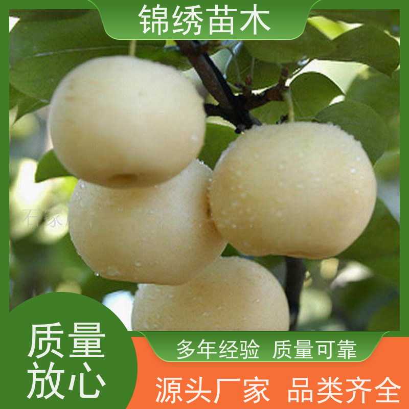 基地直发 南北方种植 香酥梨果树 锦绣苗木 红香脆梨树苗