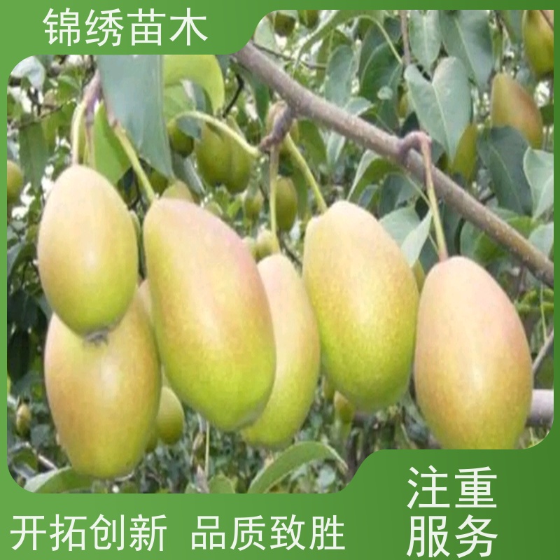红香酥梨果树 彩虹梨绿宝石梨树苗产地批发 长势旺盛 南北方可种植