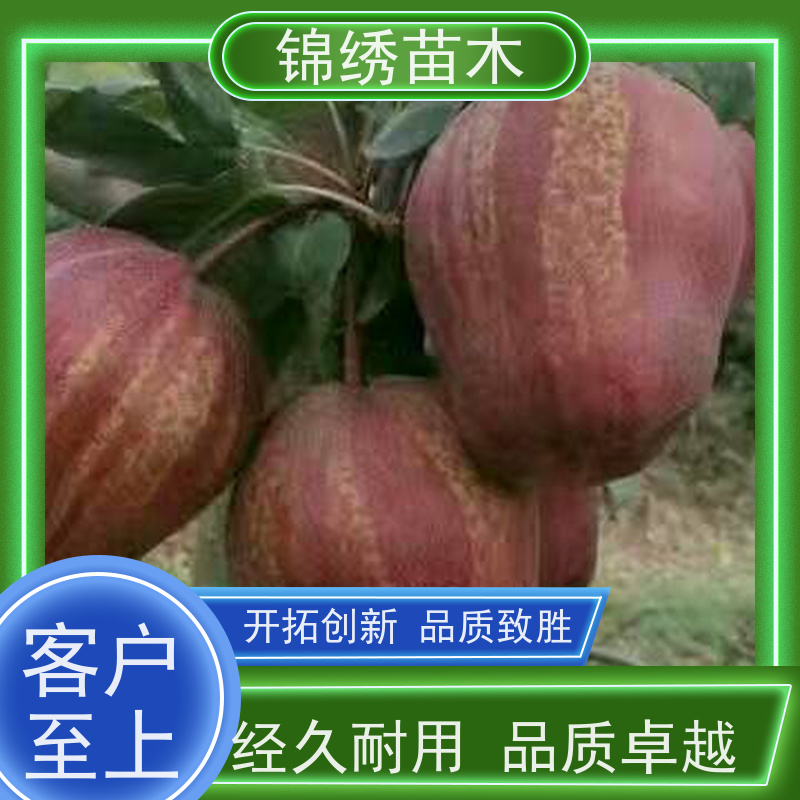 酥梨黄冠红香酥梨树苗成活率高 现挖现发 品种齐全 品种优选方可栽植