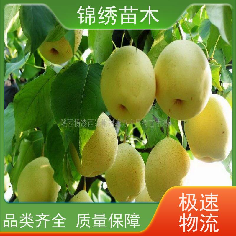 红香酥 玉露香 早酥红梨中梨系列梨树苗 产地批发 新优品种 规格多选