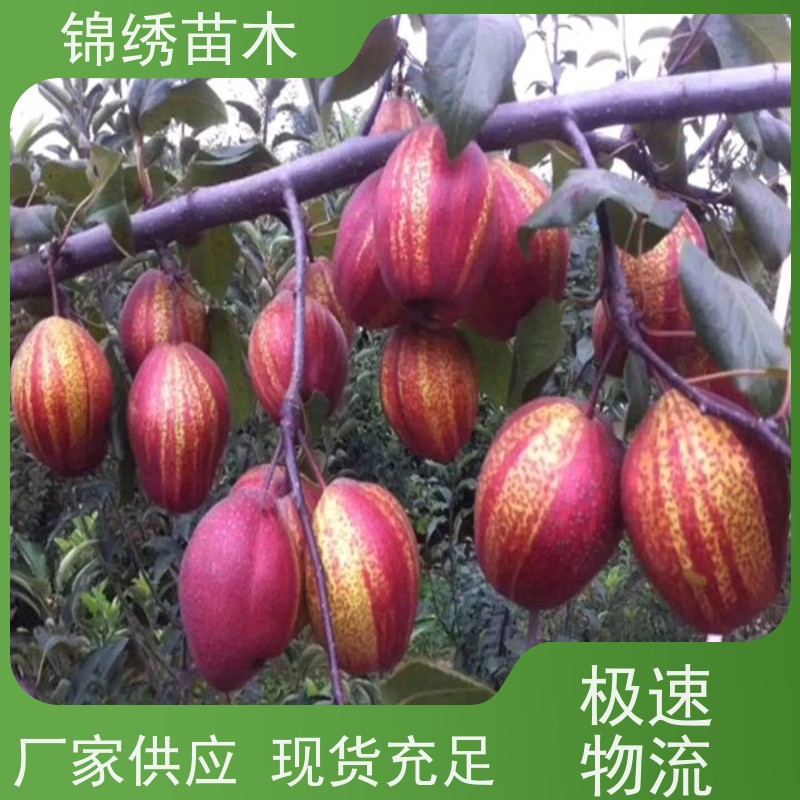 玉露香红早酥嫁接梨树苗 锦绣良种优选技术指导 抗寒能力强 基地培育