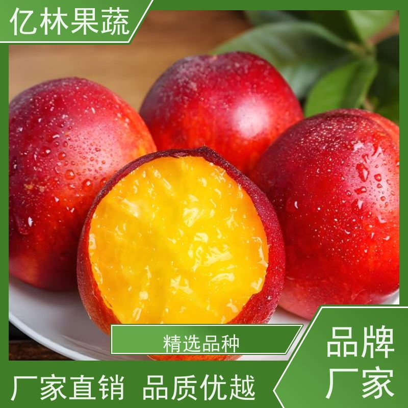 一级苗 8公分 9公分 10公分 亿林果蔬 黄金油桃苗 根系发达 扦插苗