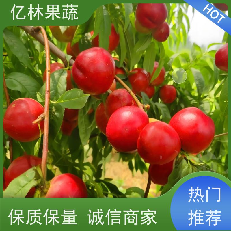 桃树嫁接亿林果蔬水蜜桃黄桃油桃盆栽地栽南方北方种植