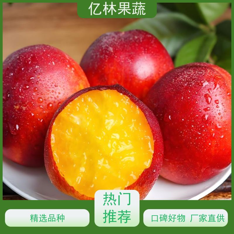 亿林果蔬 黄金油桃苗 大果挂树 扦插苗 8公分 9公分 10公分 一级苗