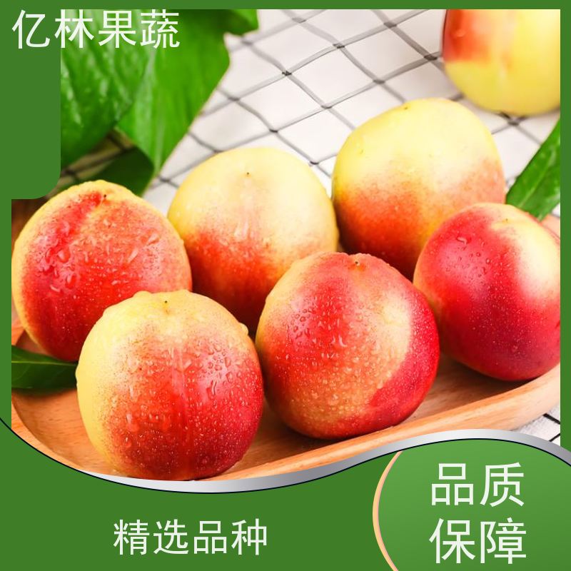 亿林果蔬品种 冬桃雪桃 黄桃 油桃 亿林果蔬 黄油桃 鹰嘴桃 水蜜桃子苗木