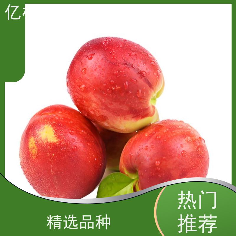 正宗黄油桃 黄肉黄皮脆桃子 品质优选 新鲜时令水果