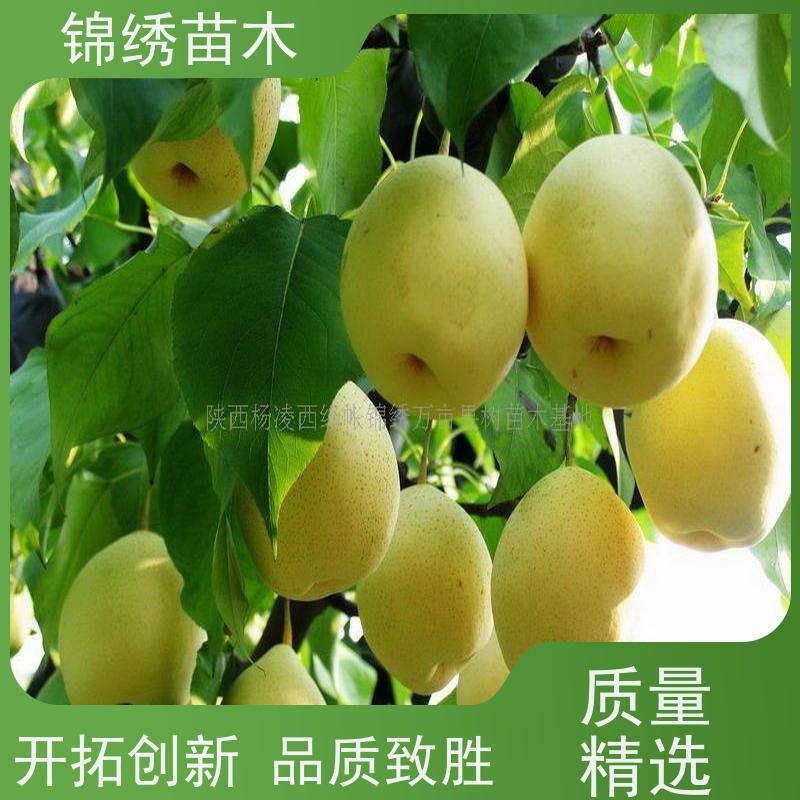 彩虹梨锦绣苗木 新农酥梨 早酥红梨苗现挖现发 基地直发 良种培育栽植
