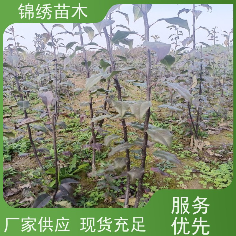 早酥丰水梨树苗 基地供应 根系发达成活率高 嫁接技术指导 抗寒能力强