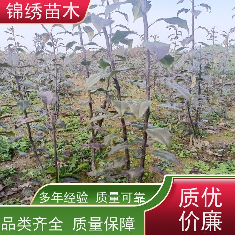 红早酥绿宝石梨树苗 产地批发 果实饱满味道好 因地制宜栽红香酥梨苗