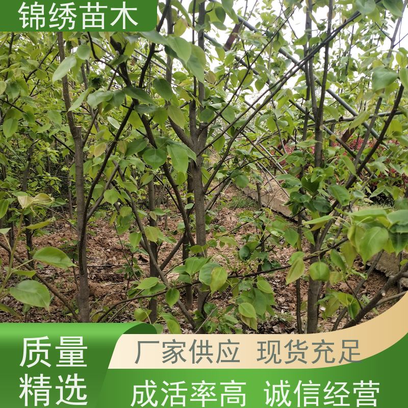 彩虹梨嫁接技术指导 抗寒能力强 果实饱满香脆甜产地批发 水晶梨树苗