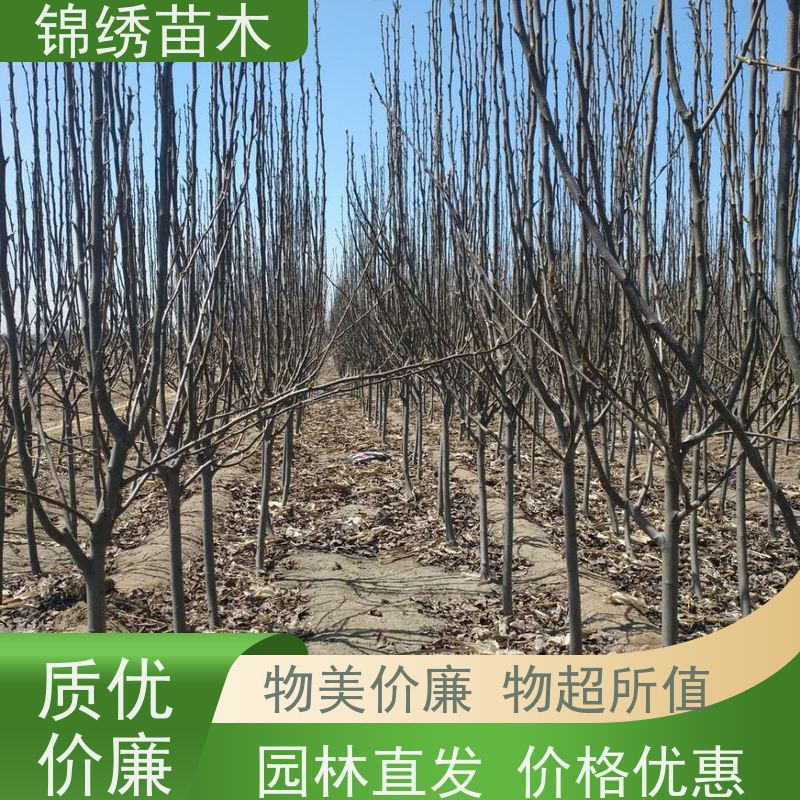 奥红梨栽植前景 黄尊蜜梨 口感香甜 红早酥梨树苗 优选树种产地供应