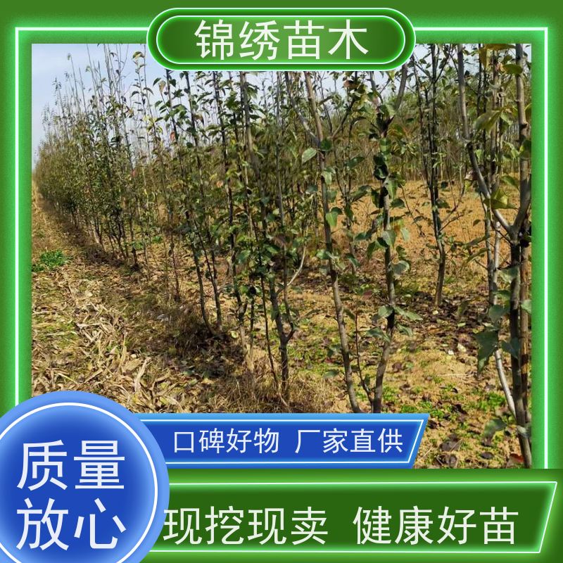 砀 山酥梨树苗 基地供应 早酥梨果实饱满味道好 晚熟品种梨 口感脆甜