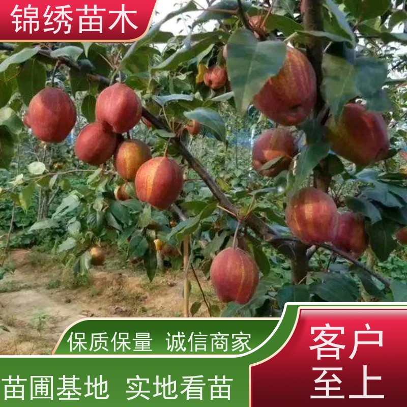 水晶梨树苗 基地供应 成活率高 南北方种植 红香酥梨果树