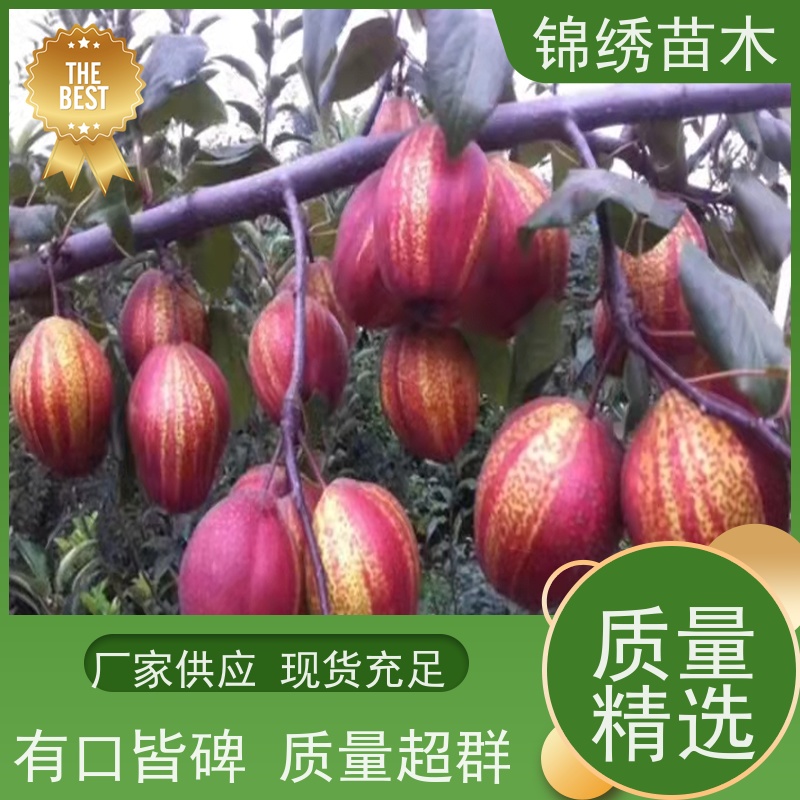 水晶梨皇冠梨树苗 果实饱满酥脆甜味道好 新农酥梨 现挖现发
