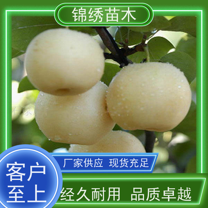 红早酥梨树苗 锦绣苗木 根系发达粗壮成活率高 新品种梨苗 香甜可口