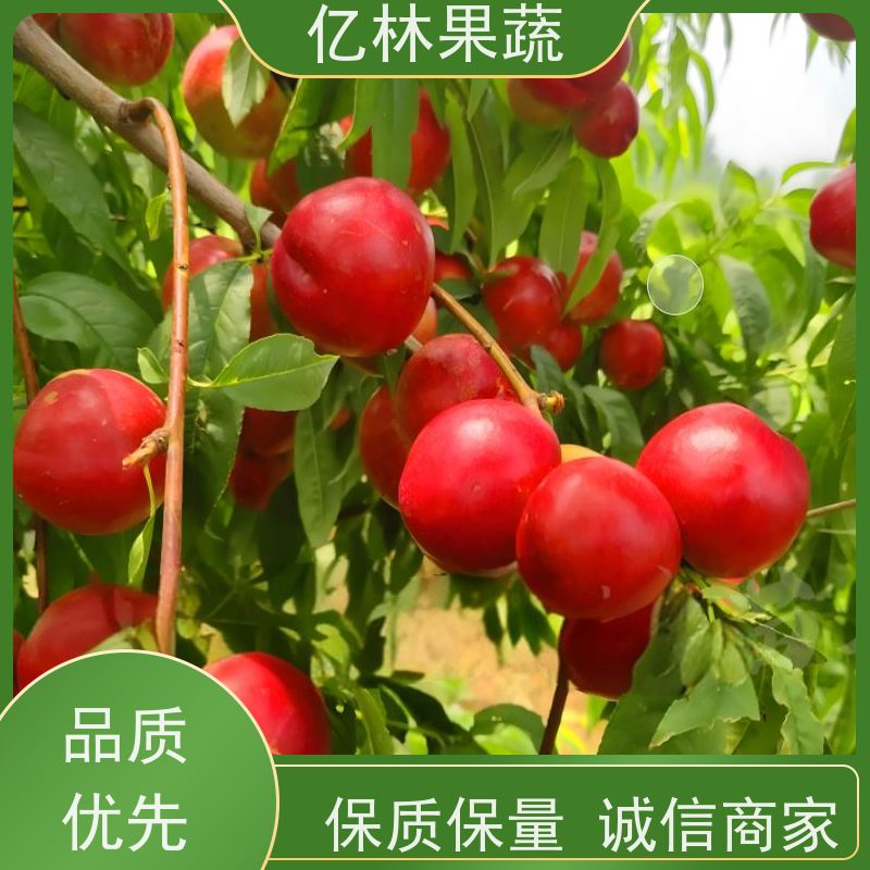 六安油桃 中油19 新鲜水果桃子批发 口感甜脆 清香可口 果园直发
