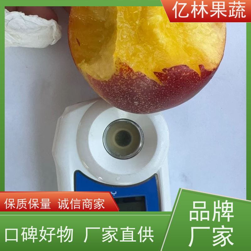 早熟油桃 亿林果蔬 基地现挖黑皇后油桃 根系发达 耐运种植高产