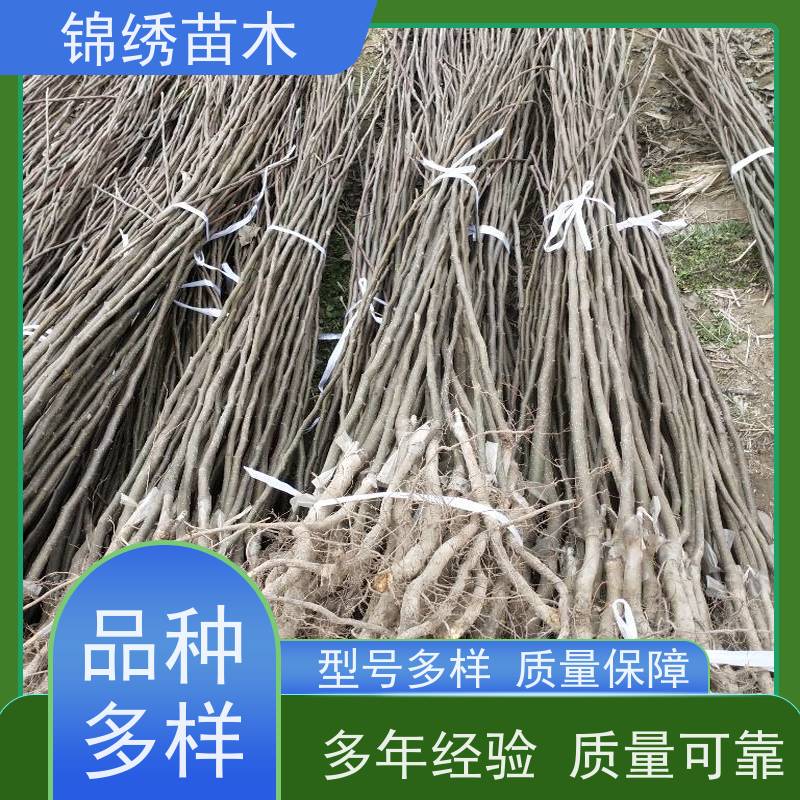 基地培育 黄金梨树苗 锦绣苗木 嫁接技术指导 抗寒能力强