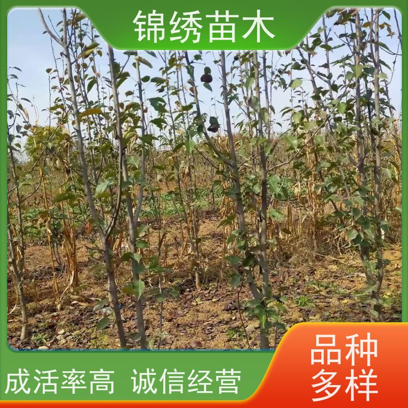 新品种梨苗 香甜可口 果实饱满味道好 基地供应 早酥梨树苗