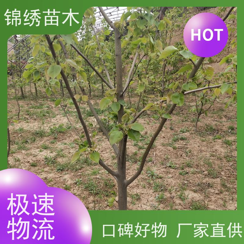 山农酥梨树苗 八盘梨尊蜜梨 植株健壮 选择自然条优势件栽培口感脆酥