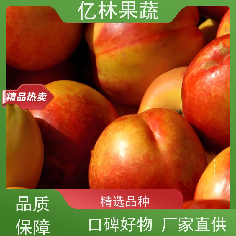 早熟白肉黄肉油桃 口感脆甜 果形饱满 种植基地 亿林果蔬
