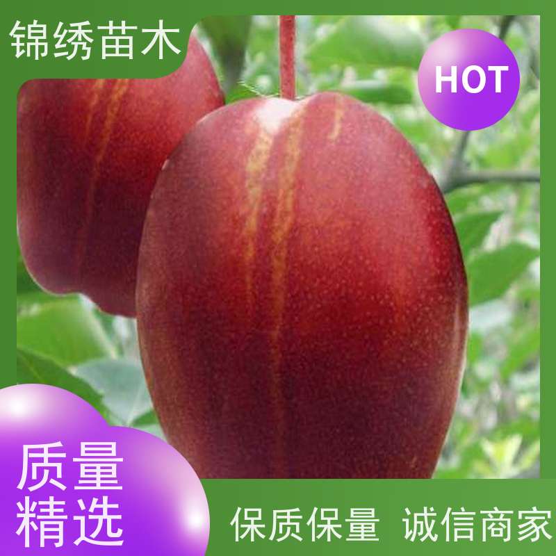 红早酥梨苗 根系发达成活率高 晚熟品种梨 奥红梨树苗果实口感脆甜