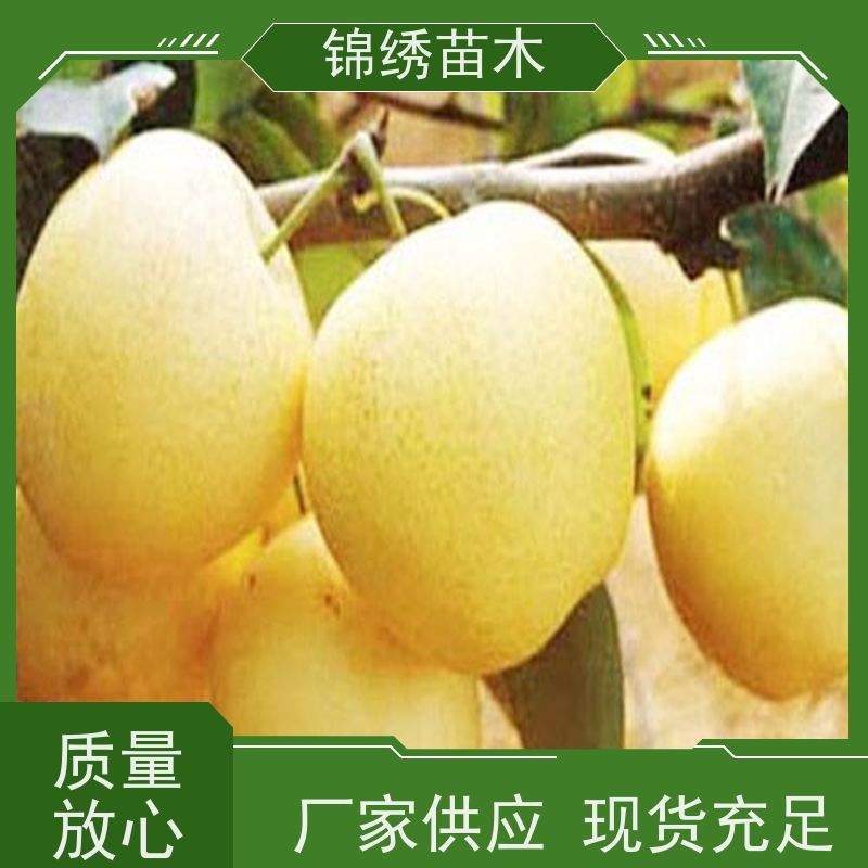 早酥红梨苗 奥红梨红色树种 基地培育 彩虹梨树苗 易成花早熟适于栽植