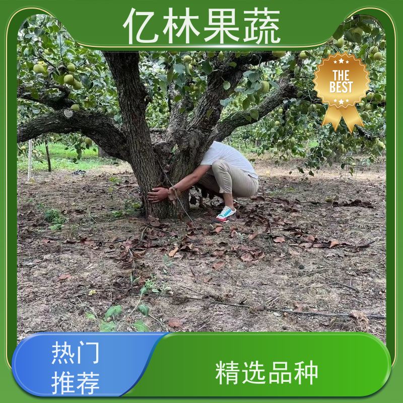 基地供应 黄金梨树苗 成活率高 新农酥梨 现挖现发